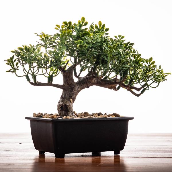 bonsai dnger organisch ProviPlant Bonsai-Dnger: Fr Indoor- & Outdoor Bonsai-Bume