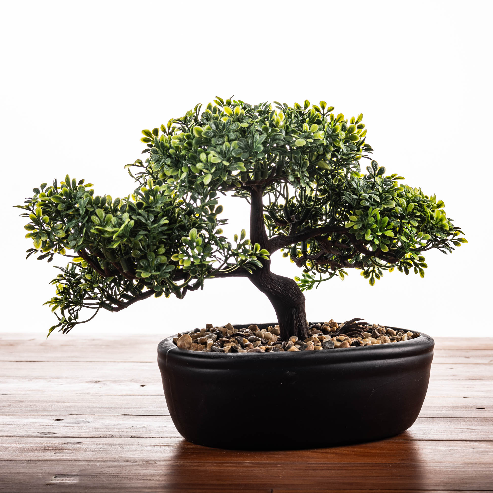 lechuza bonsai S-Shape Bonsai